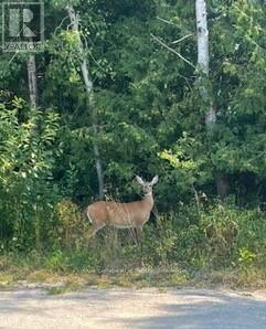 25 I Street, Cockburn Island, ON