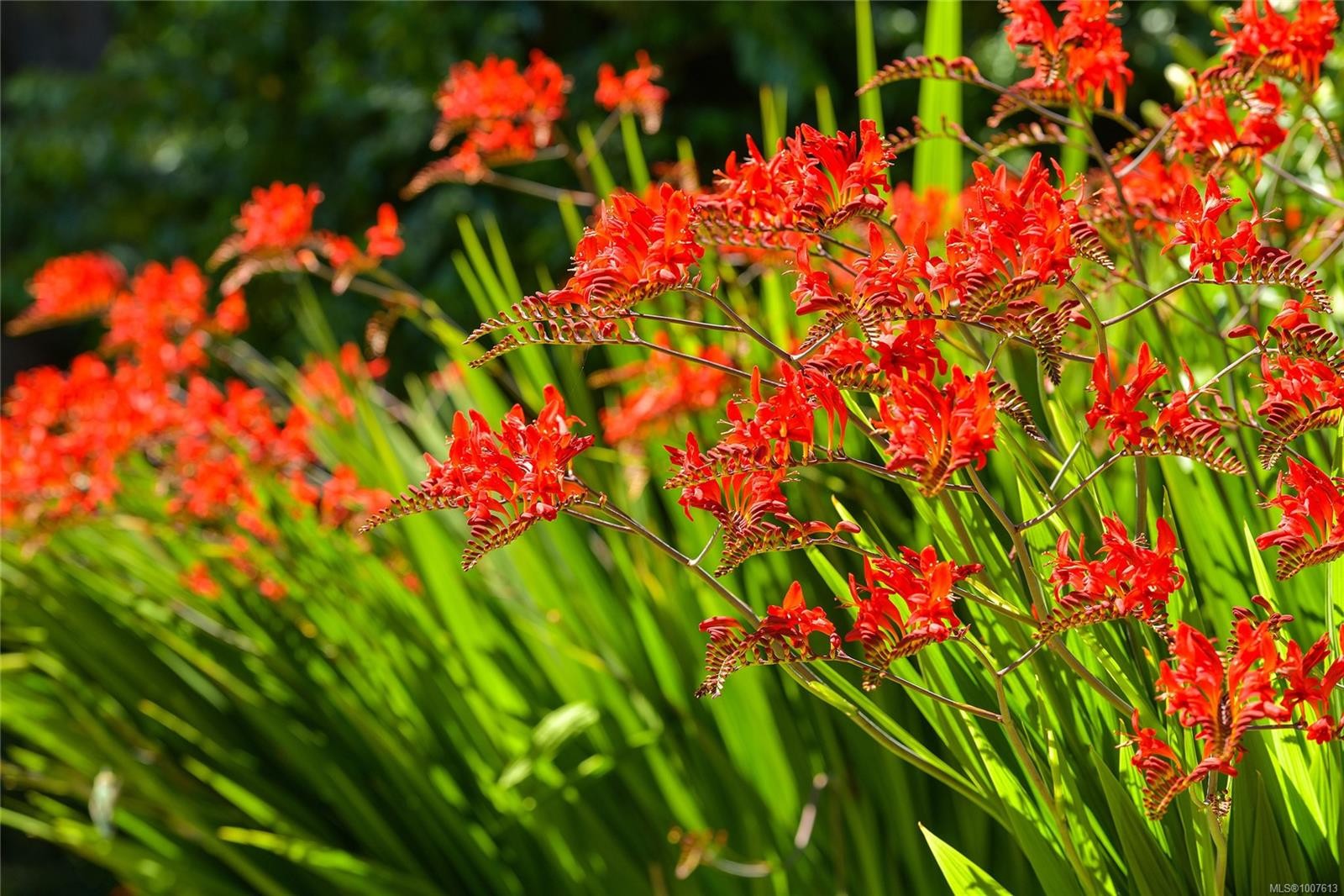 10-1956 Glenidle Rd, Sooke, BC - Outdoor