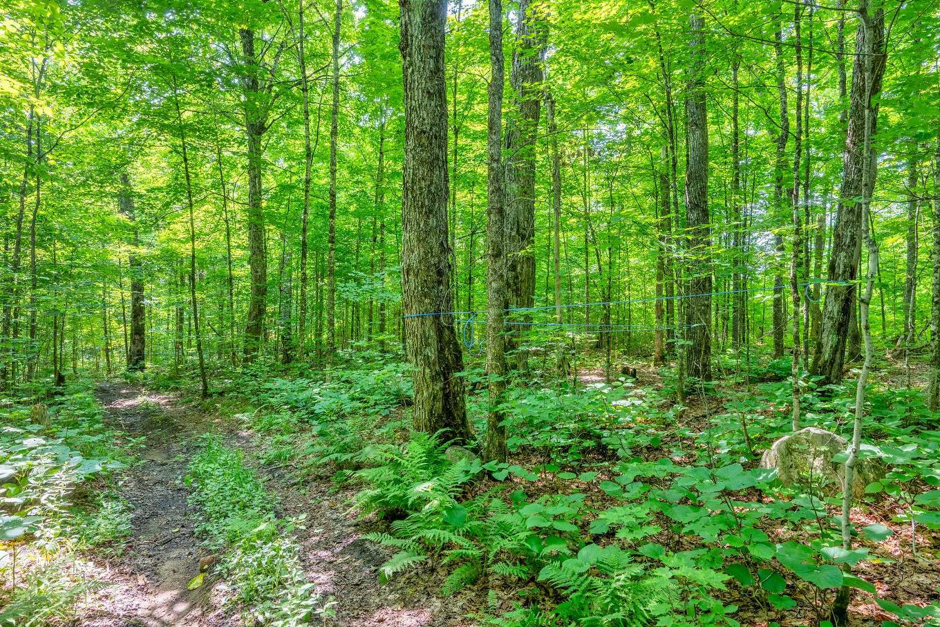 Land/Lot - Ch. Des Quatre-Fourches, Lac-Des-Écorces, QC