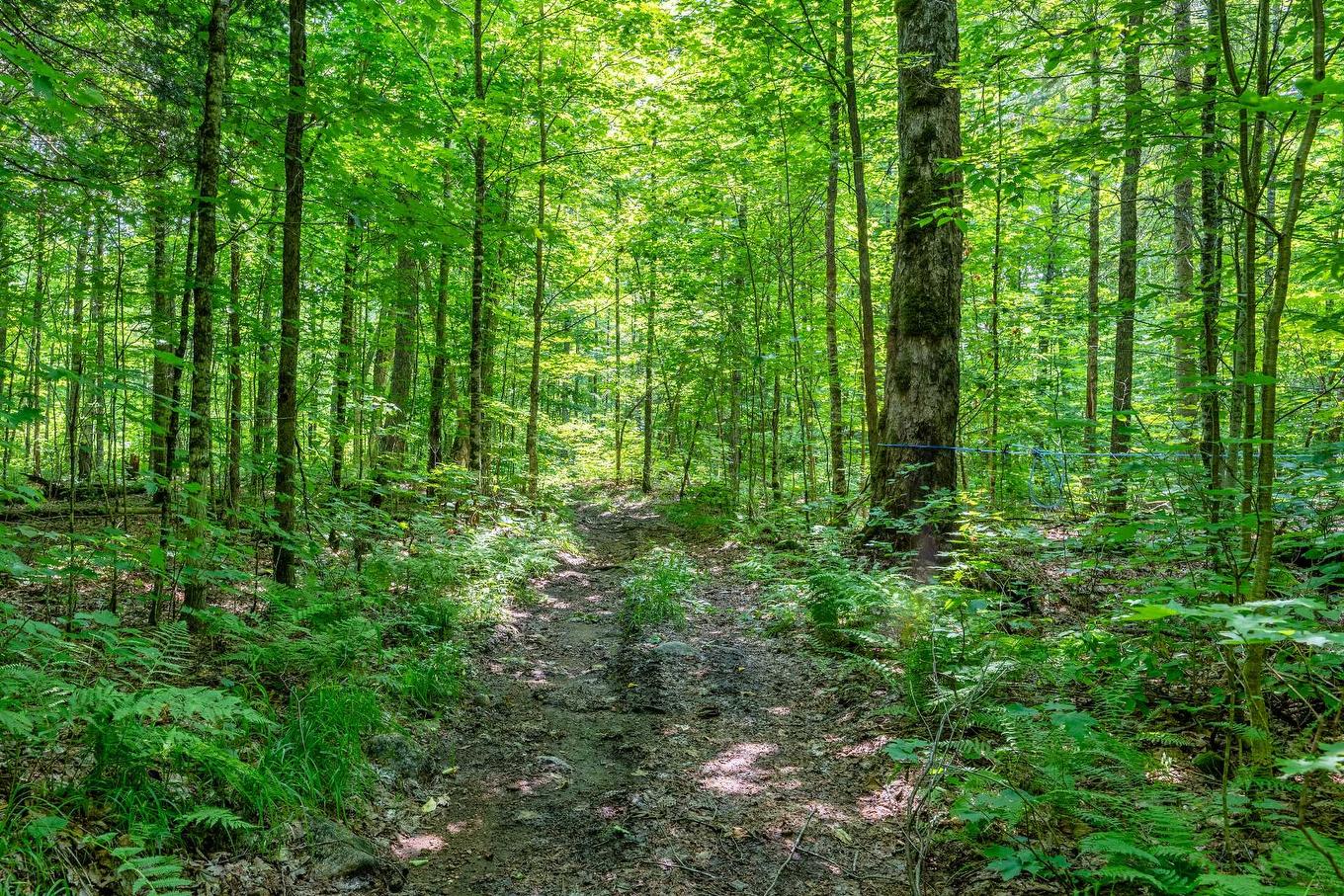 Land/Lot - Ch. Des Quatre-Fourches, Lac-Des-Écorces, QC