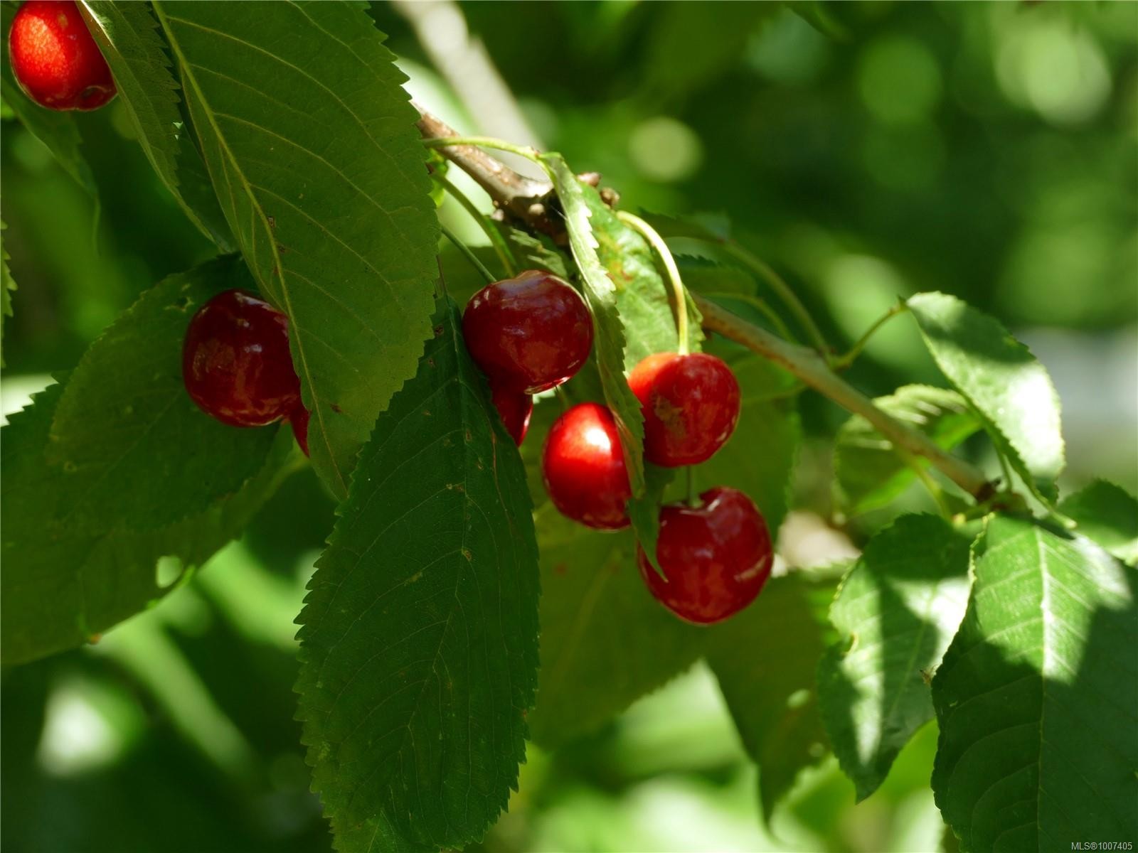 6637 Walker Frontage Rd, Fanny Bay, BC