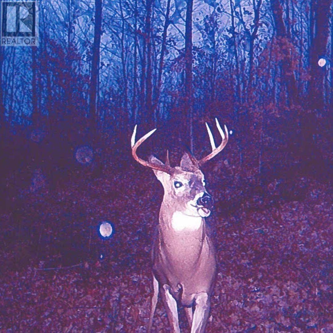 447 Mcphail Rd, Bruce Mines, ON