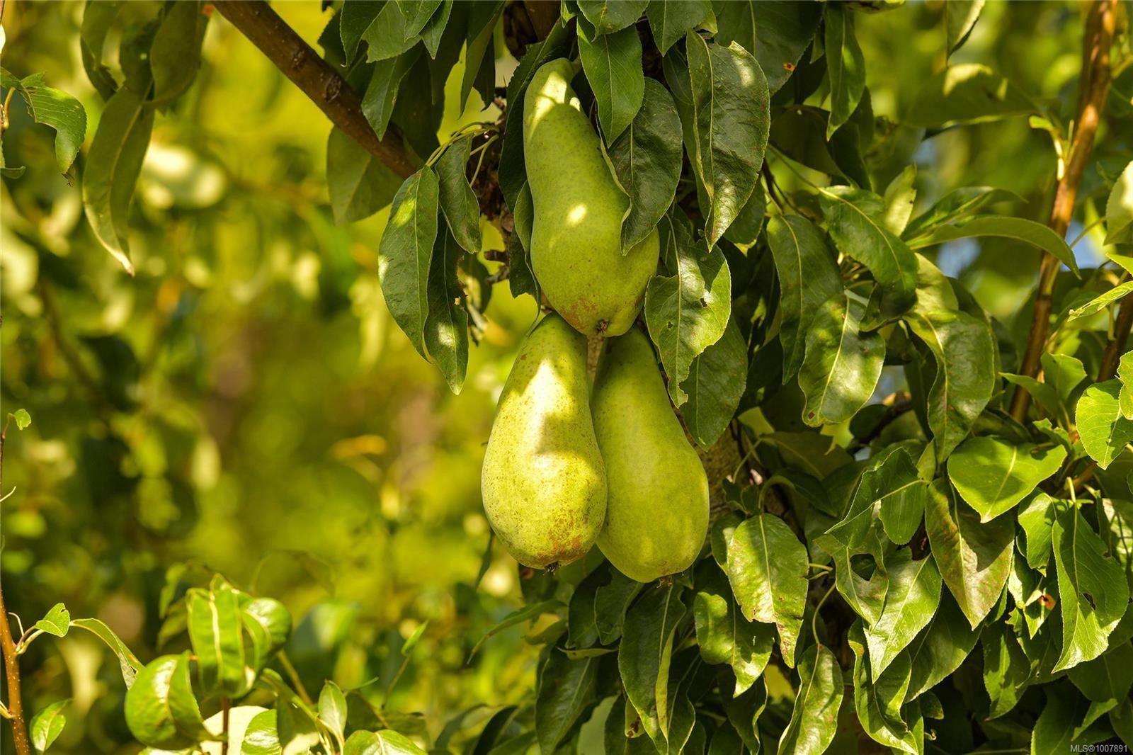 1695 Cultra Ave, Central Saanich, BC