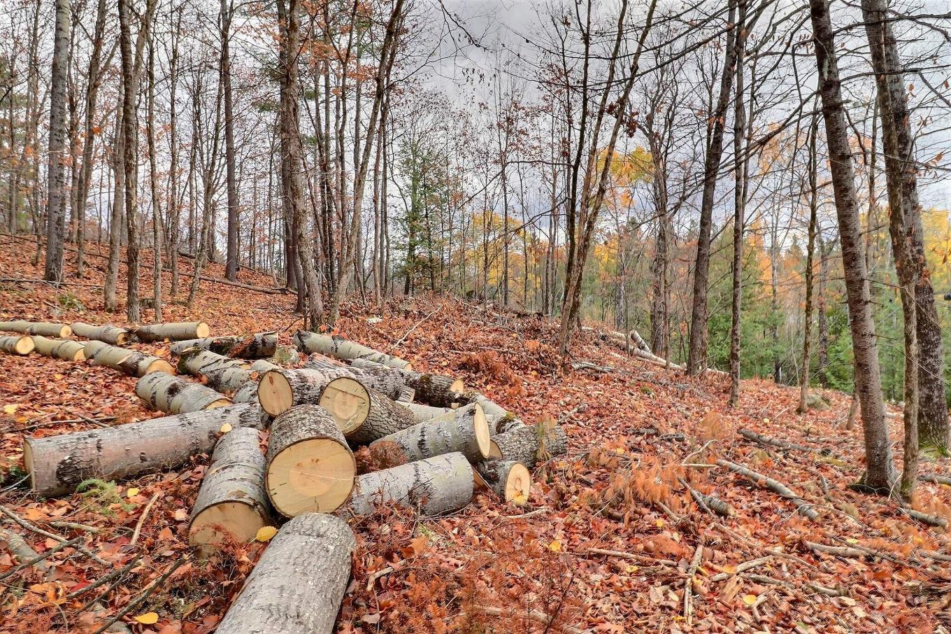 Land/Lot - 30 Ch. J1A, La Pêche, QC