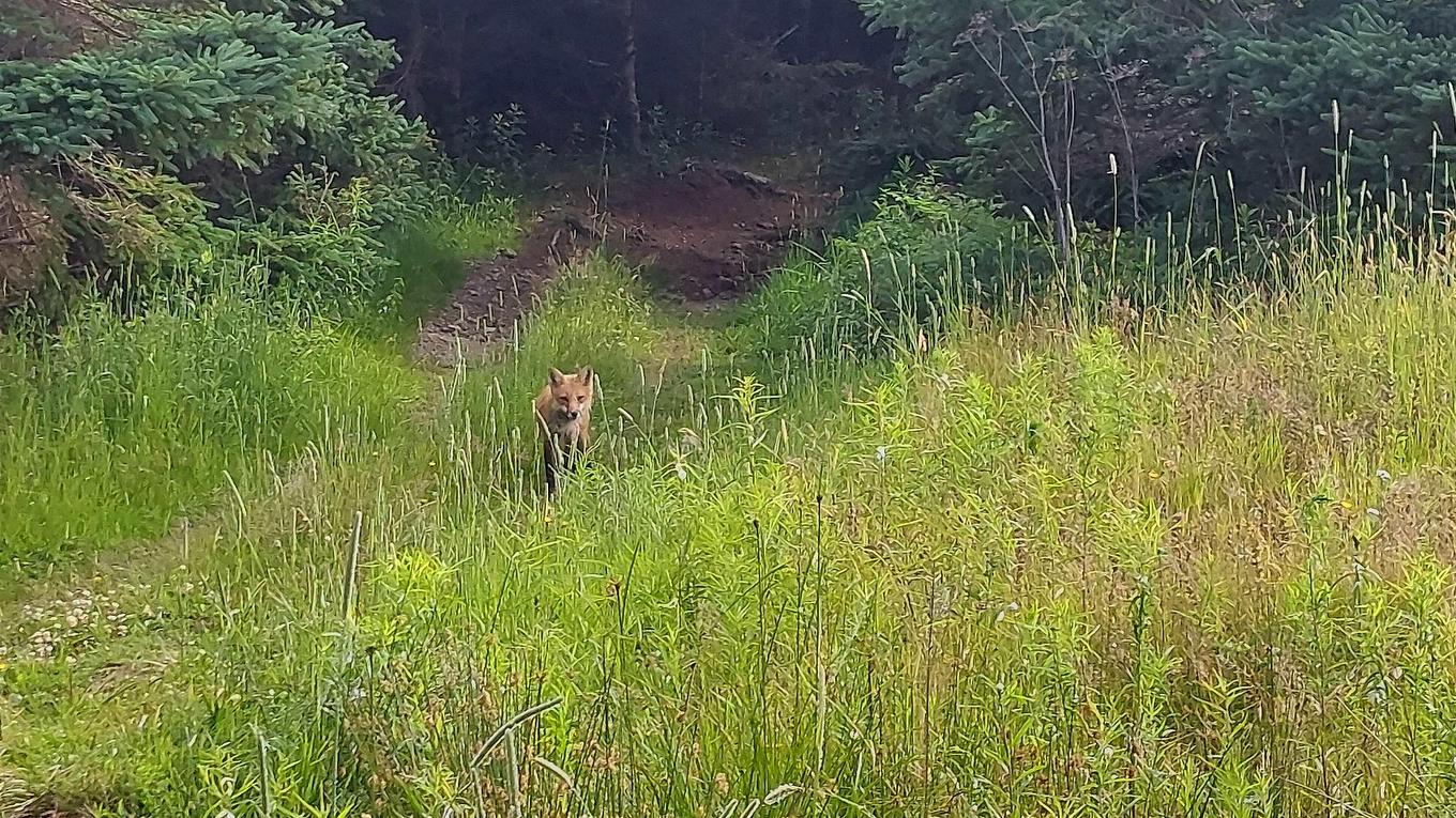 26 Acre 247 Highway, L'Ardoise, NS