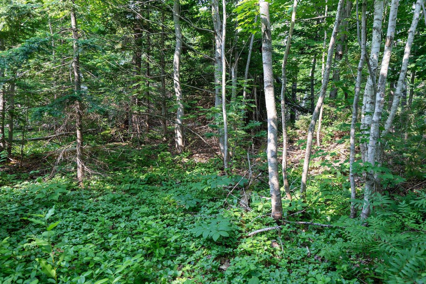 Lot Souris Line Road, Souris, PE