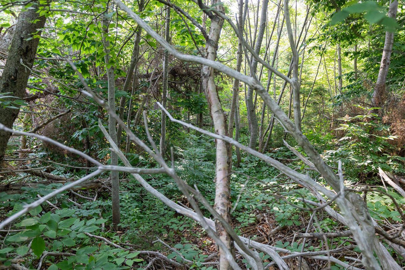 Lot Souris Line Road, Souris, PE