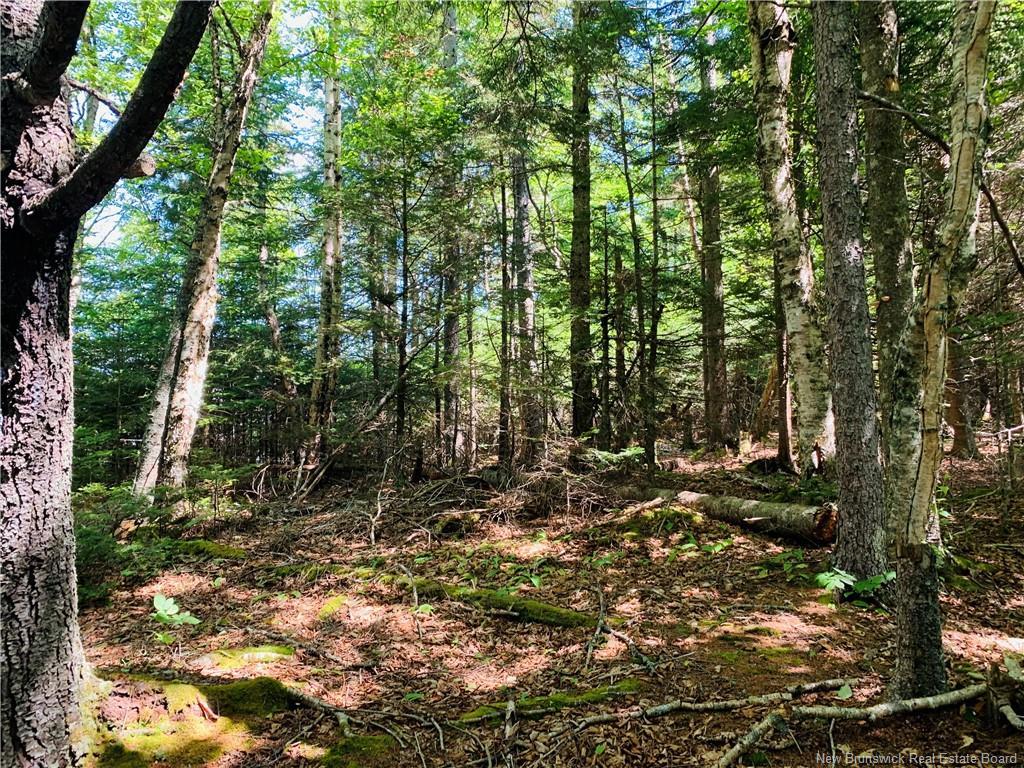 85-39 Alder Crt, Wilsons Beach, NB