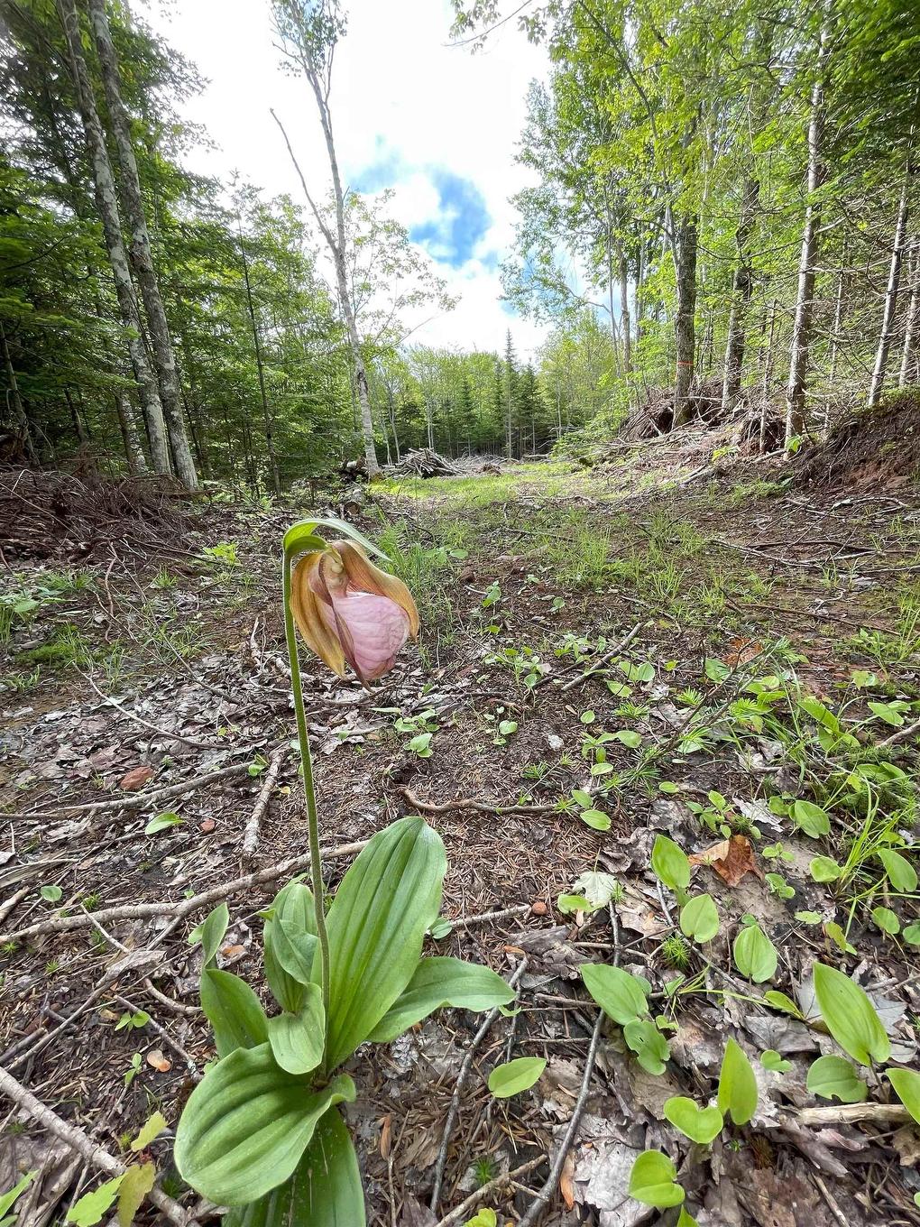 0 Mapleridge Estates, New London, PE