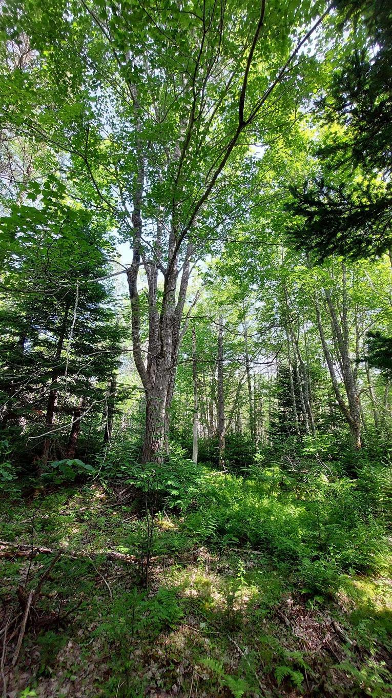 Lot 5 Tranquil Shore Rd, Marshes (West Bay), NS