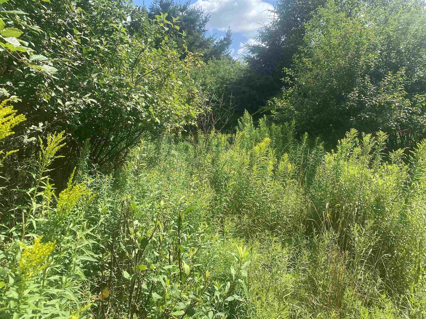 Lot 24 Old Court House Branch Road, Murray Siding, NS