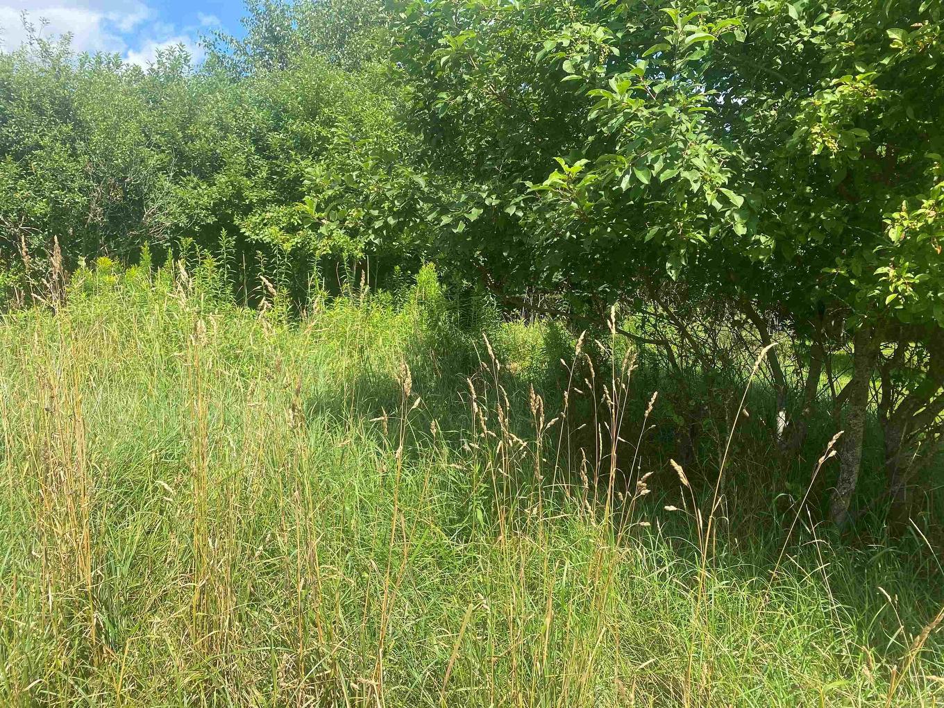 Lot 24 Old Court House Branch Road, Murray Siding, NS