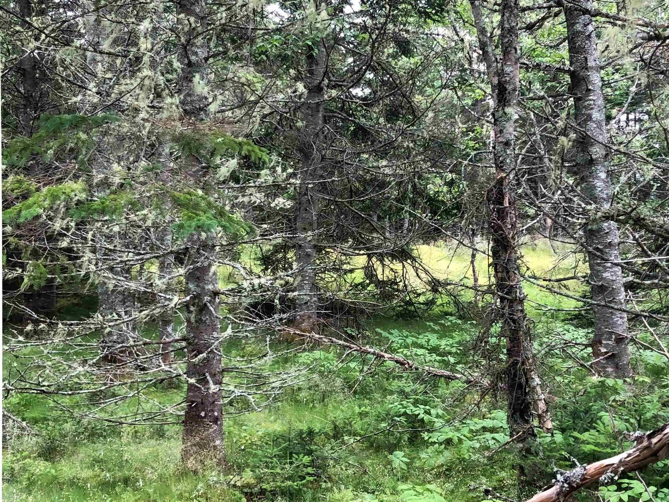 Lot 290 East Side Grand River Road, Grand River, NS
