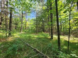 Potential building site -