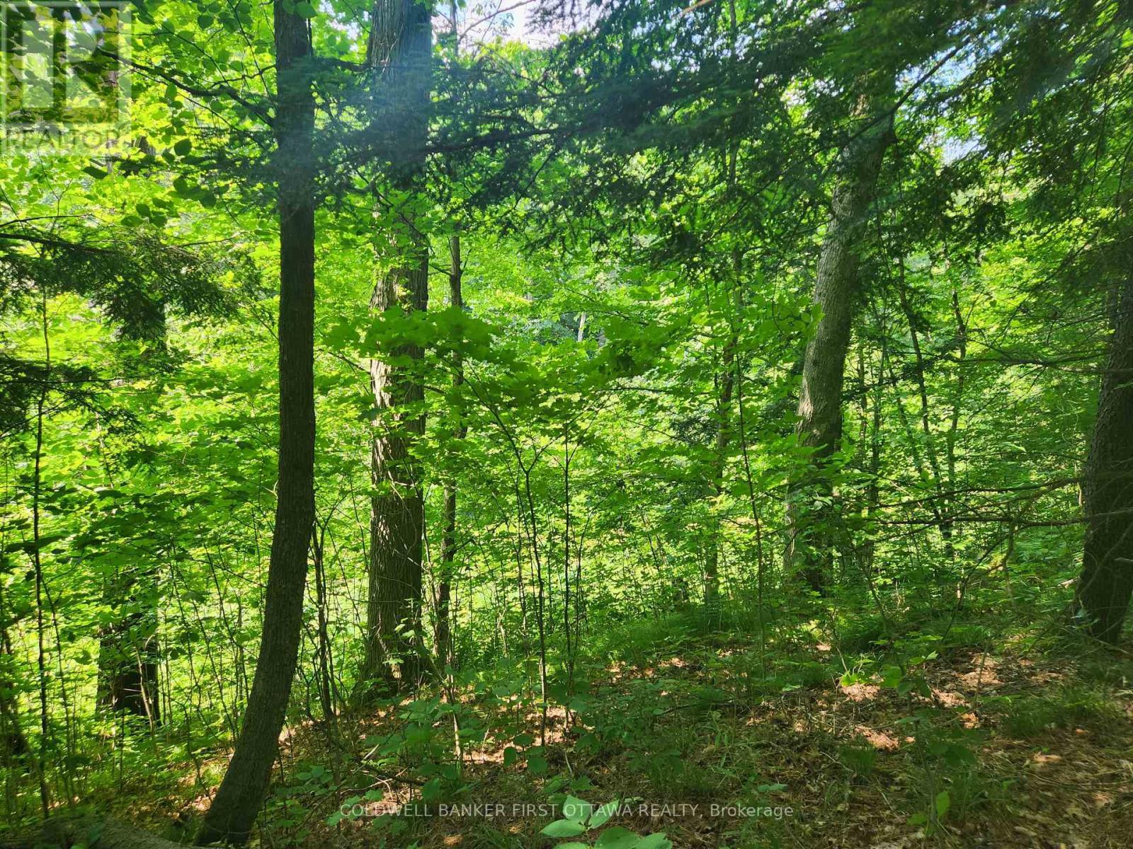 Variety of mature trees - 115 Doran Road, Tay Valley, ON