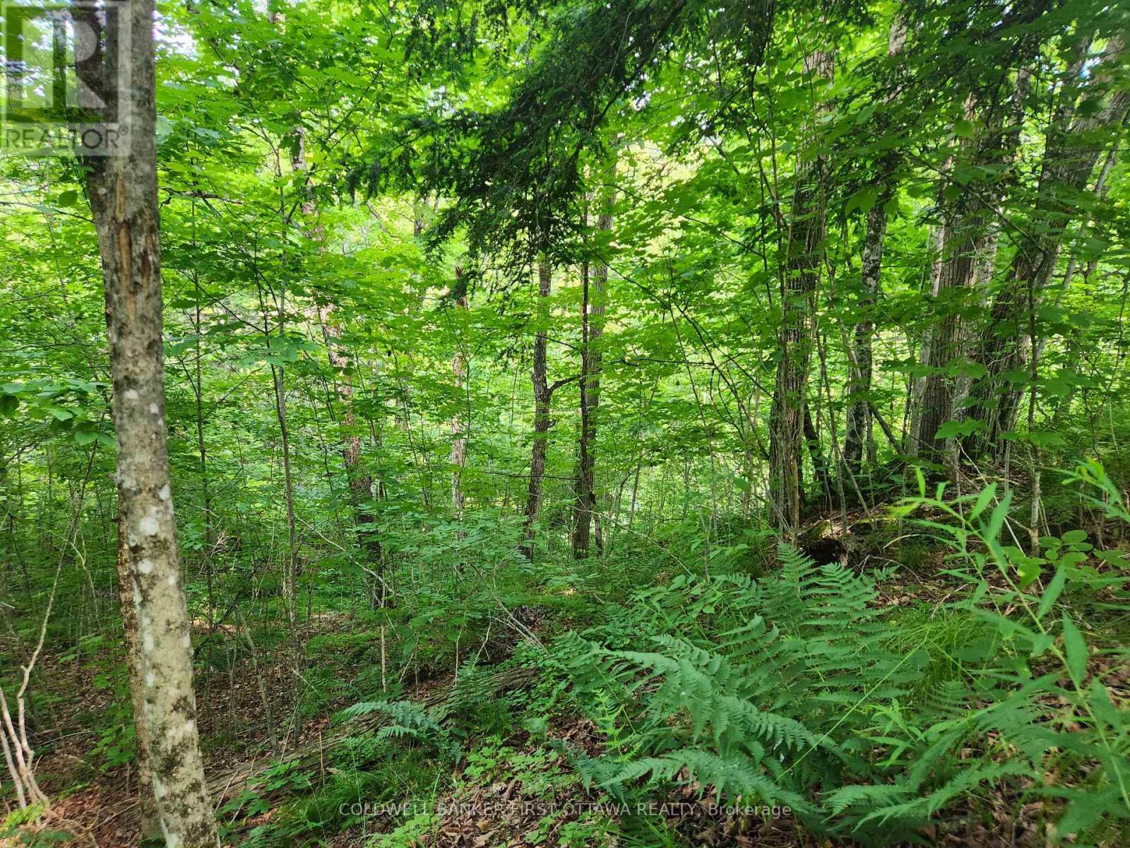 Northwest side of property and creek - 115 Doran Road, Tay Valley, ON