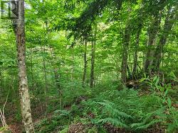 Northwest side of property and creek -