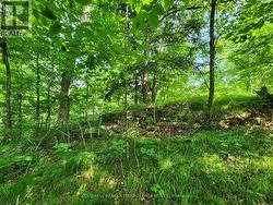 Ridge on northwest side of property and creek -