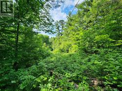 Right side of the driveway -