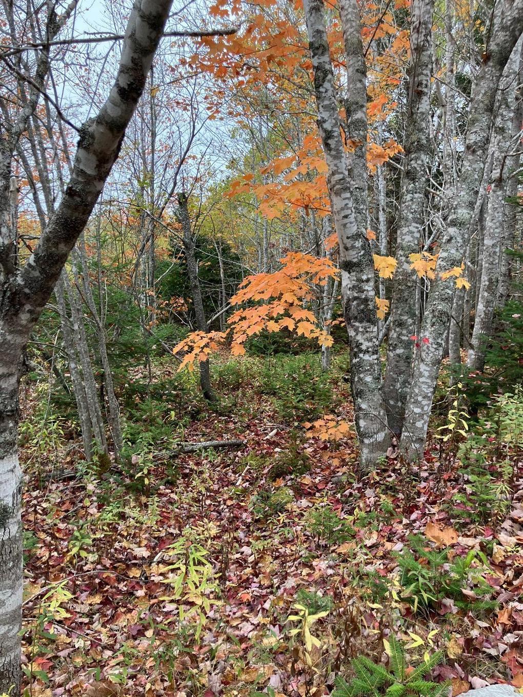 Pinevale Road, Dunmore, NS