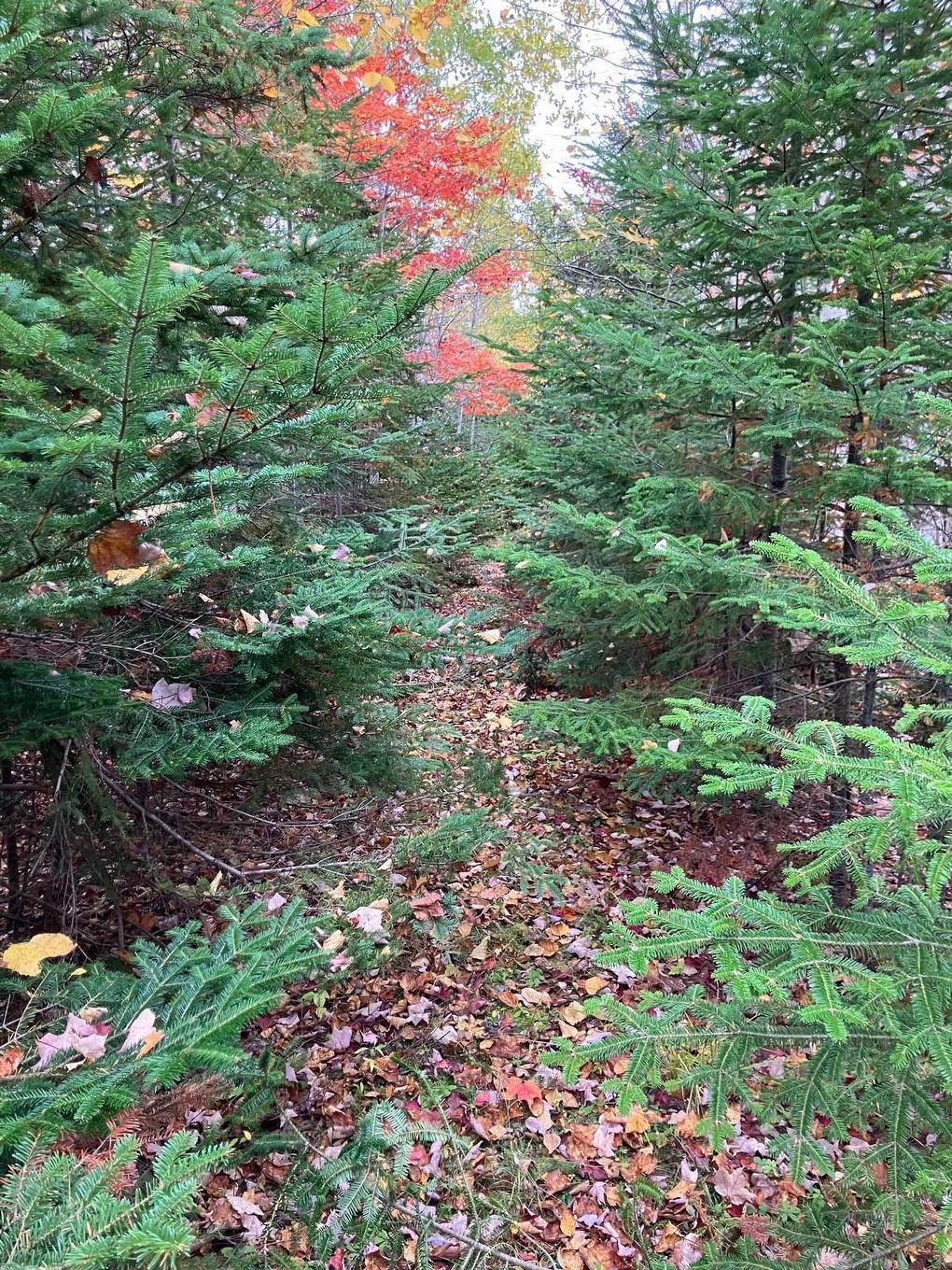 Pinevale Road, Dunmore, NS