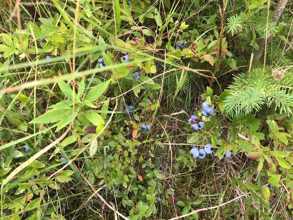 75 Evanston Rd, Cleveland, NS