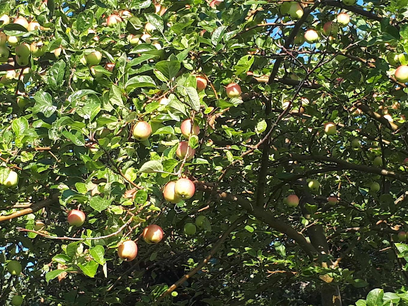 75 Evanston Rd, Cleveland, NS