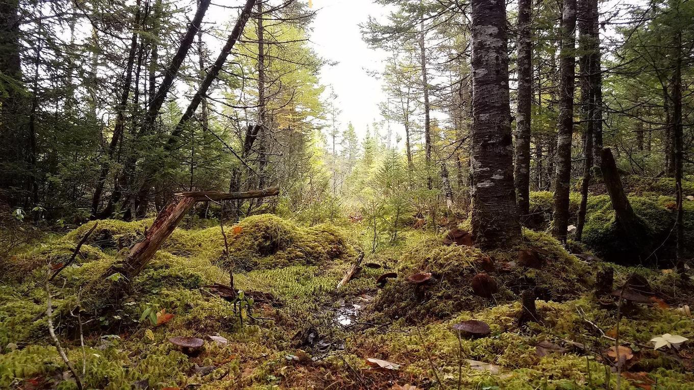 75 Evanston Rd, Cleveland, NS