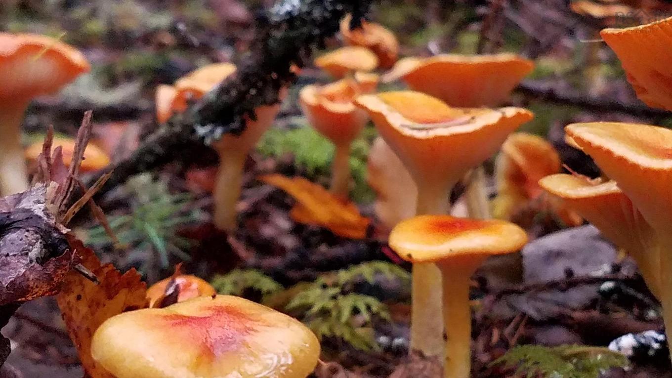 75 Evanston Rd, Cleveland, NS