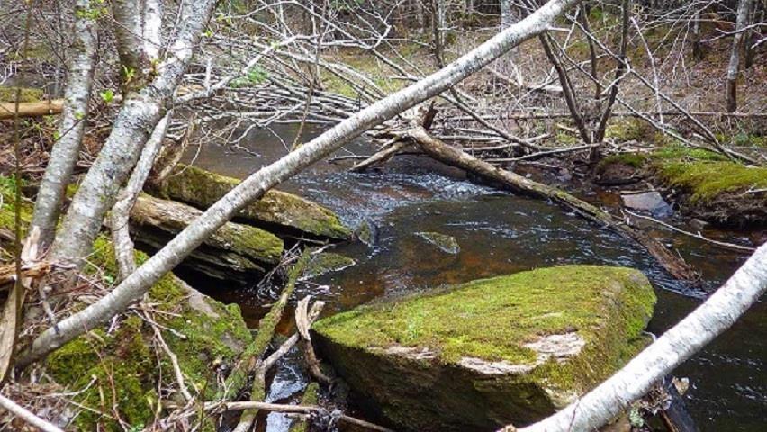 75 Evanston Rd, Cleveland, NS