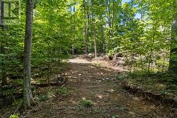 This trail gives access to nearby old logging road -