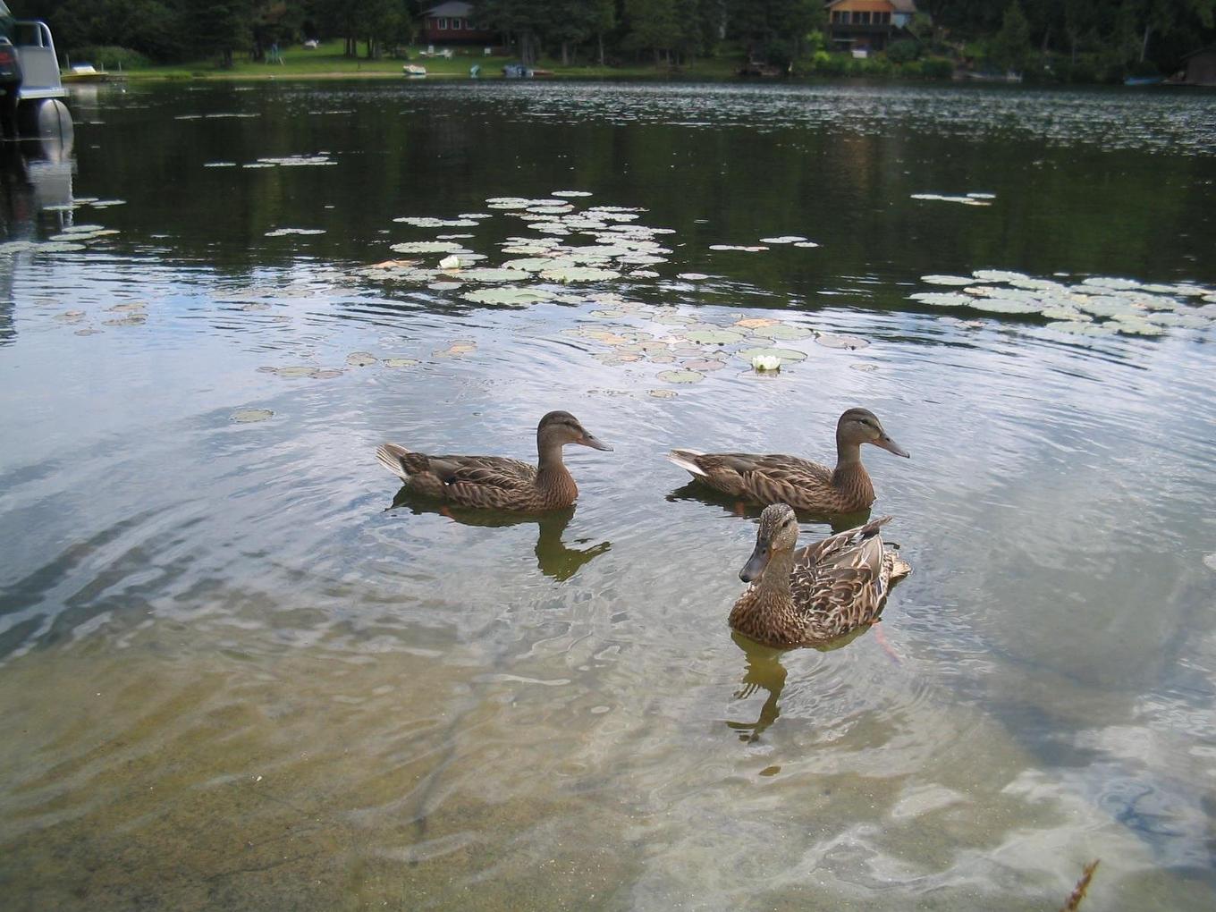 Extérieur - 25 Ch. St-Jacques, Messines, QC - Outdoor With Body Of Water With View