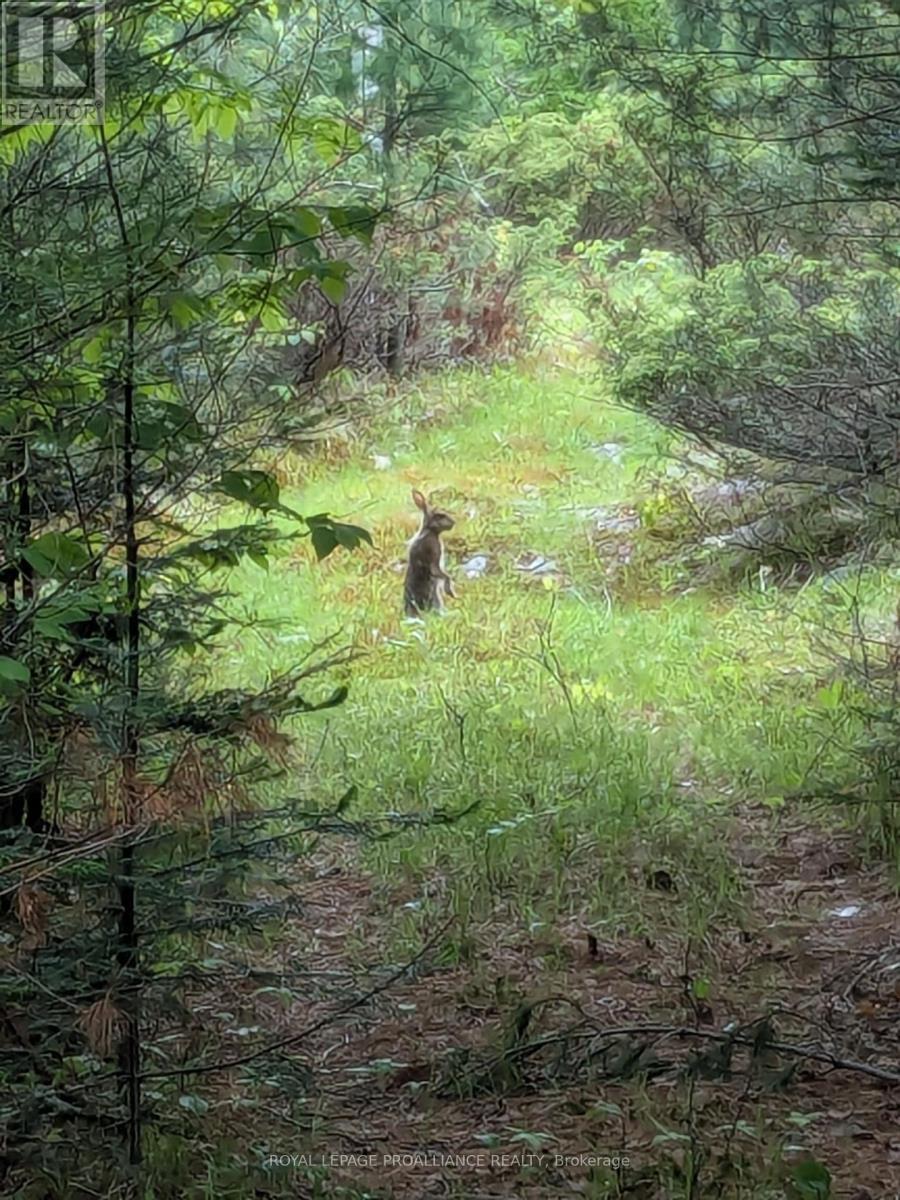 0000 Highway 7, Addington Highlands (Addington Highlands), ON