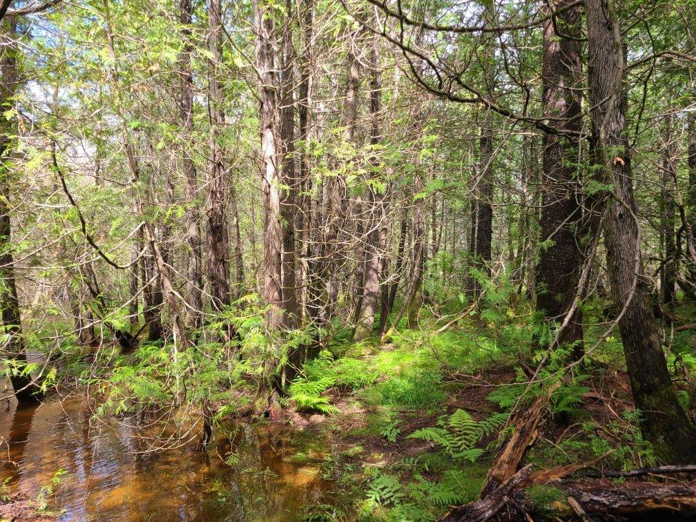 Land/Lot - 4E Avenue O., Paspébiac, QC