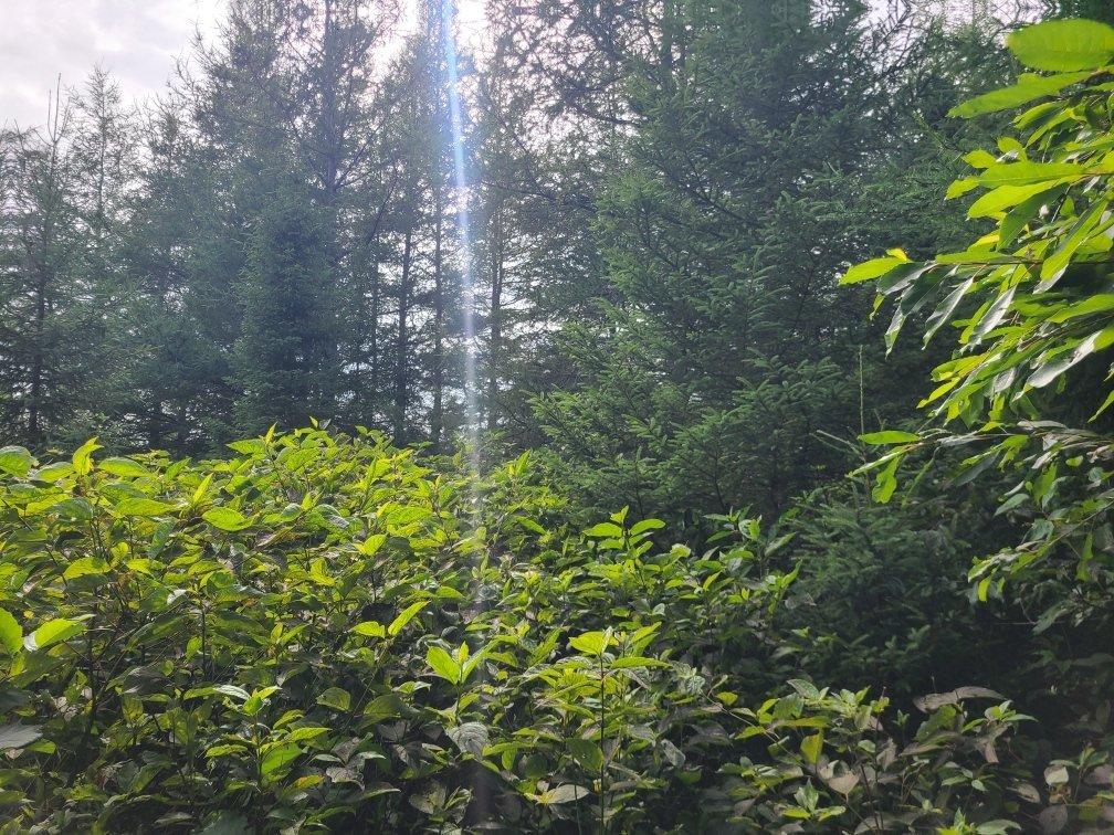 Land/Lot - 4E Avenue O., Paspébiac, QC