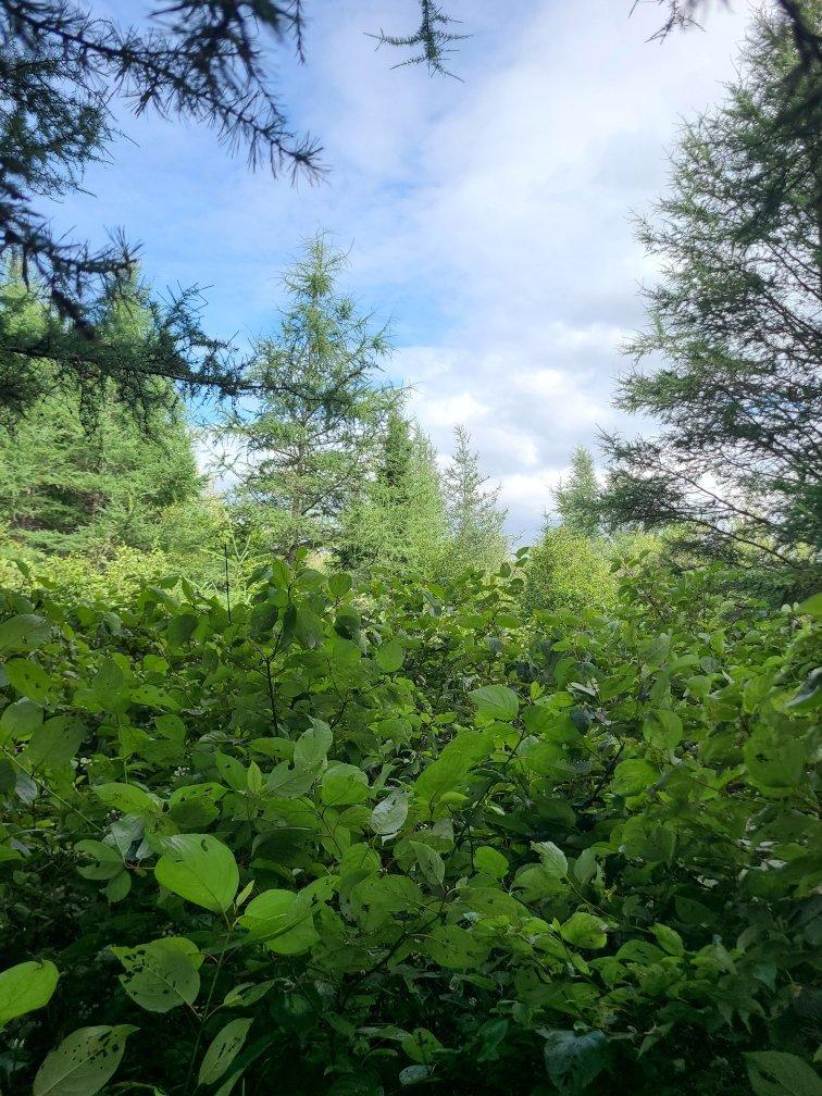 Land/Lot - 4E Avenue O., Paspébiac, QC
