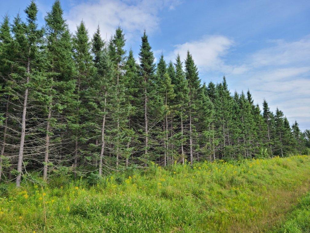 Land/Lot - 4E Avenue O., Paspébiac, QC