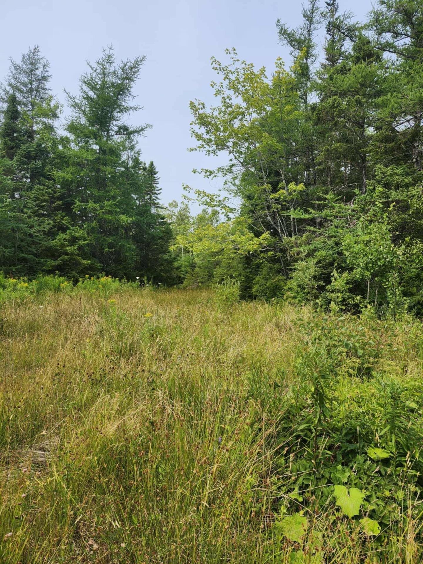- Alder Road, Dutch Brook, NS