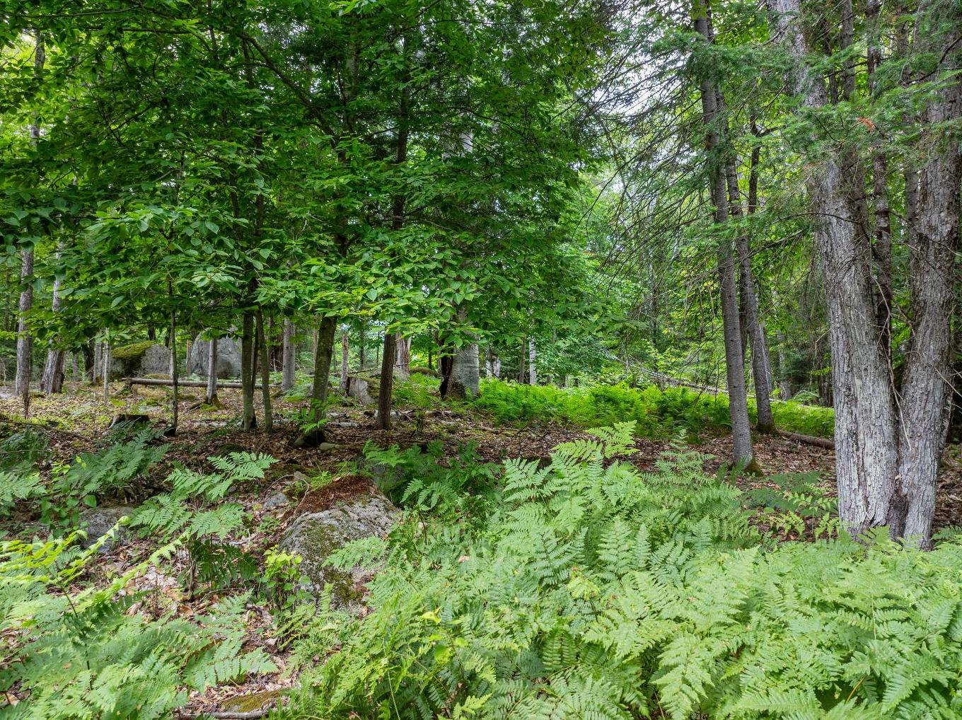Land/Lot - 2335 Rue Labelle, Mont-Tremblant, QC - Outdoor