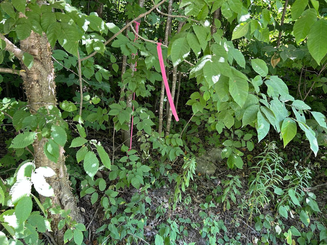 Terre/Terrain - Ch. Janitens, Brownsburg-Chatham, QC