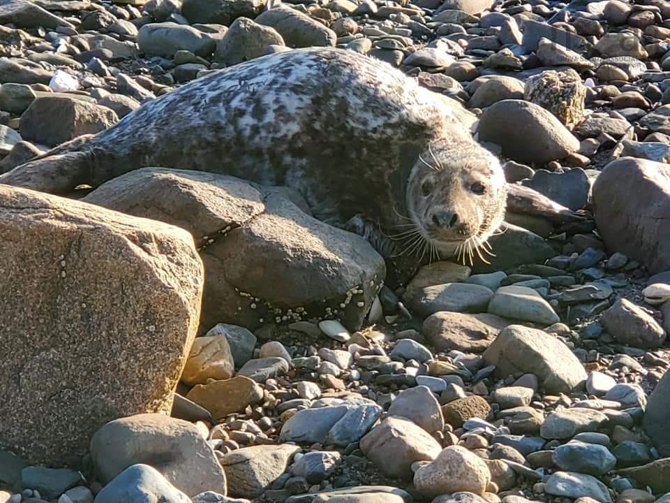 8865 8869 Hwy 101 Highway, Brighton, NS