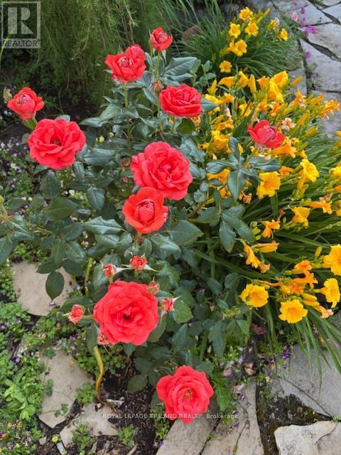 14 Poplar Street, Dutton/Dunwich (Wallacetown), ON - Outdoor