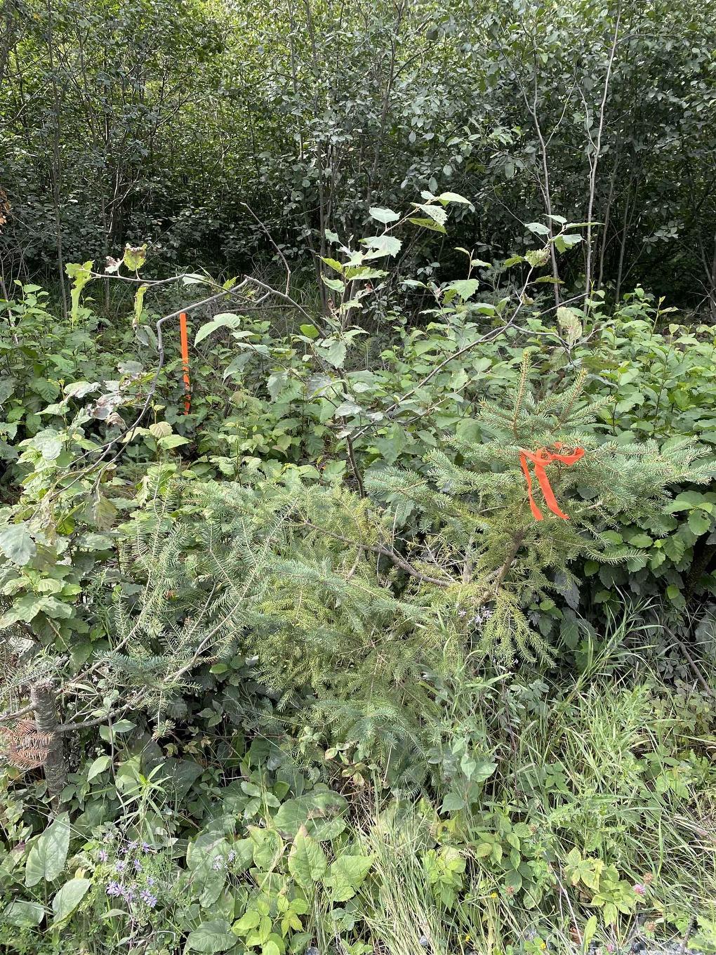 Lot 14 Jarnel Drive, Kenora, ON