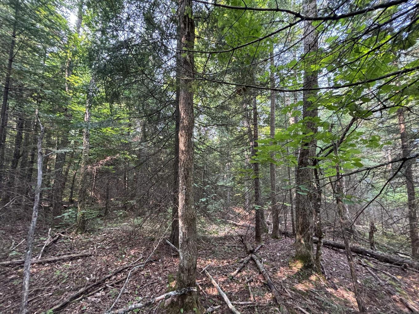 Wooded area - Route 117, Lac-Saguay, QC