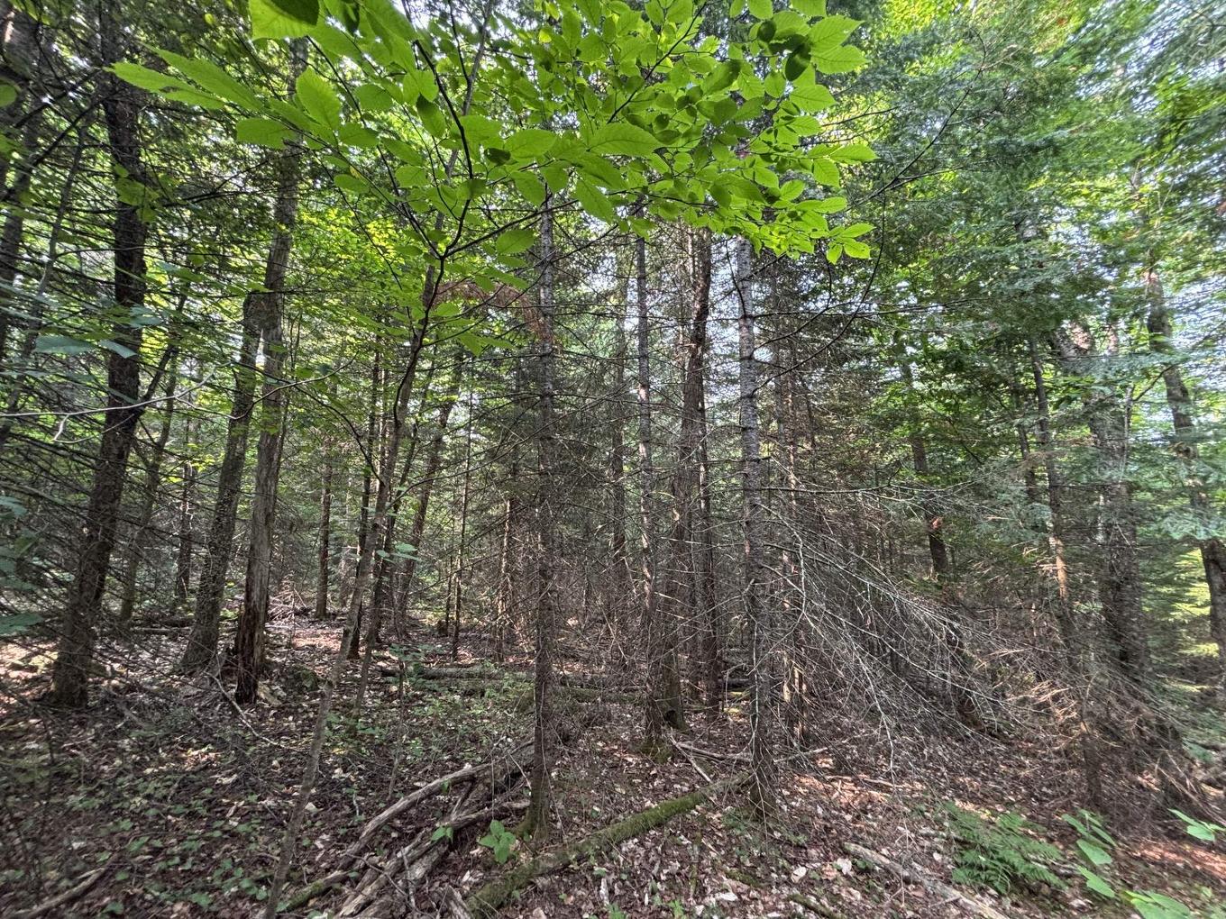 Wooded area - Route 117, Lac-Saguay, QC