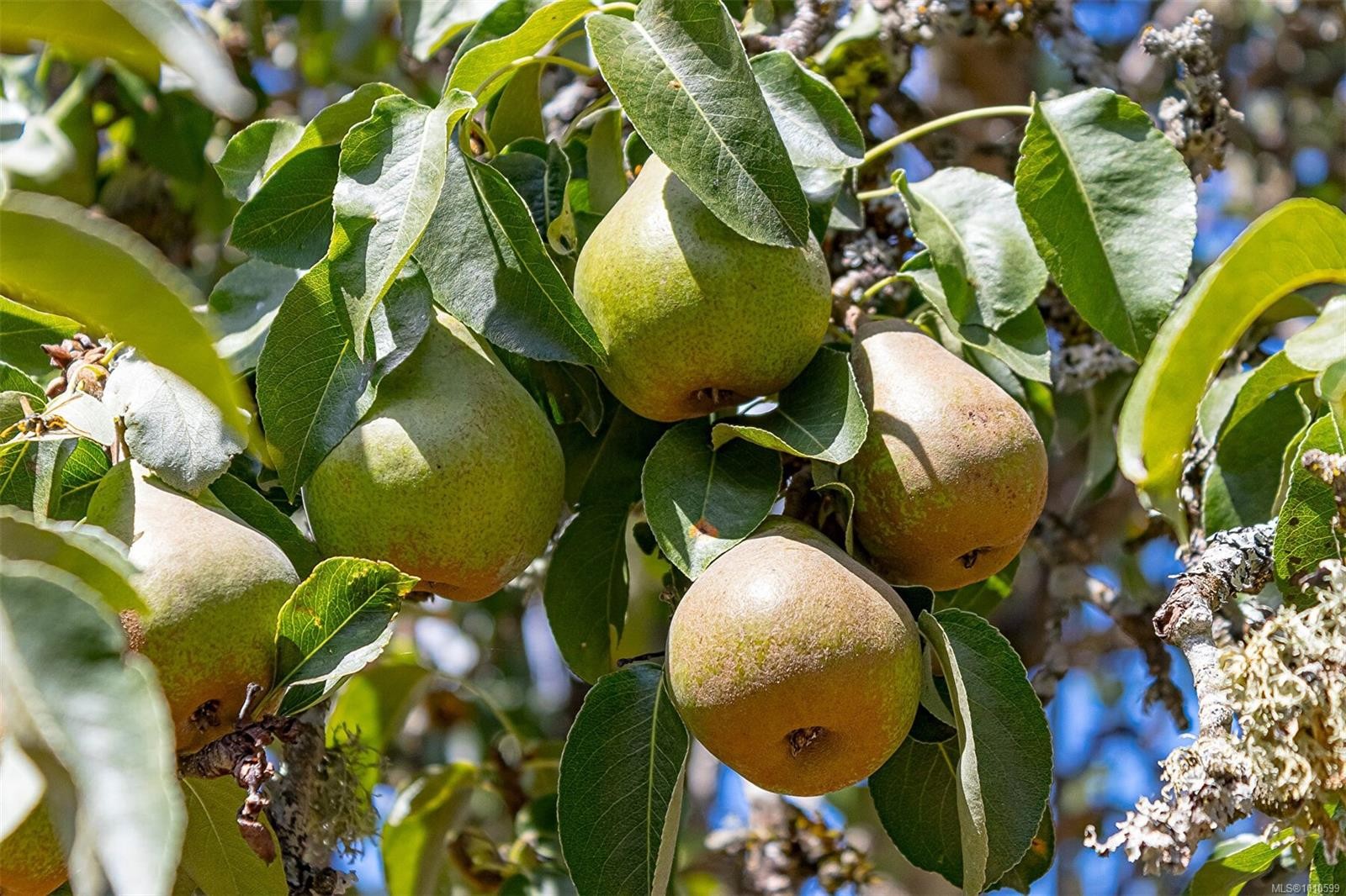 546 Wakesiah Ave, Nanaimo, BC