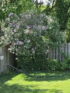 In the corner of theback yard -