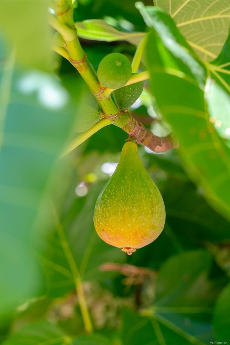 150 Jenkins Rd, Salt Spring, BC