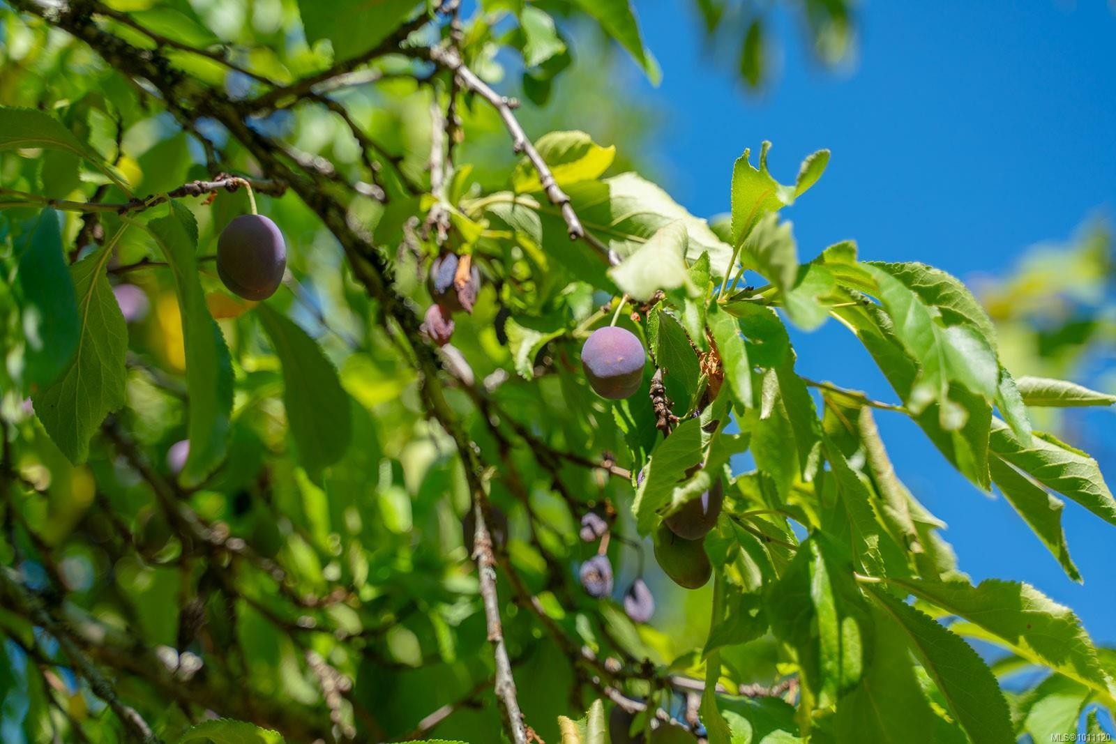 150 Jenkins Rd, Salt Spring, BC