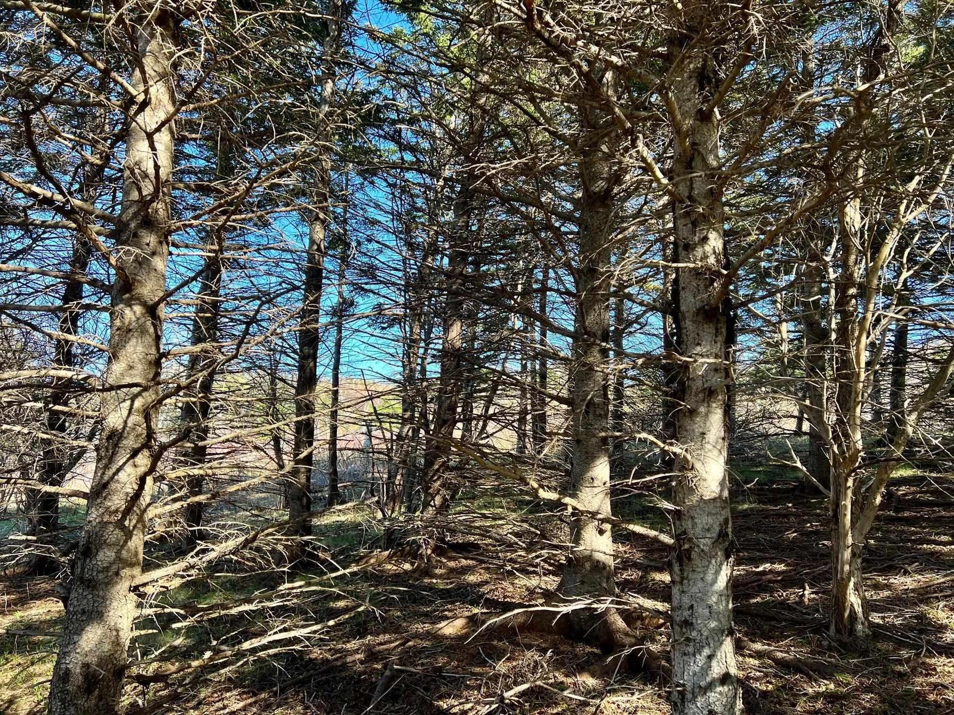 11838 Cabot Trail, Cap Le Moine, NS